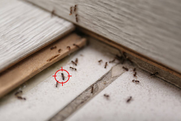 Best Mosquito Control Services  in Amherst, WI